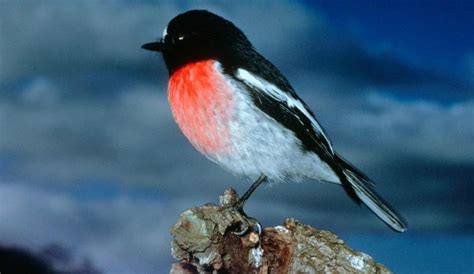 Scarlet Robin | Biodiversity of the Western Volcanic Plains
