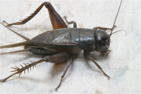 Crickets (also known as true crickets), of the family gryllidae, are insects related to bush crickets, and, more distantly, to grasshoppers. Cricket control in the fall - Insects in the City