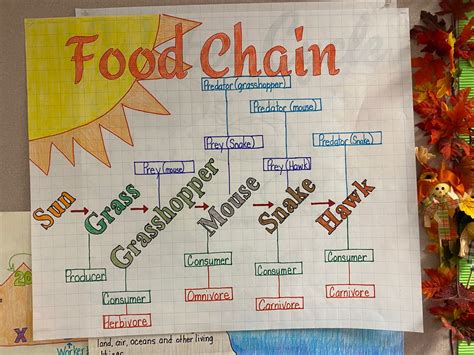 Food Chains Anchor Chart Math Anchor Charts 5th Grade Science