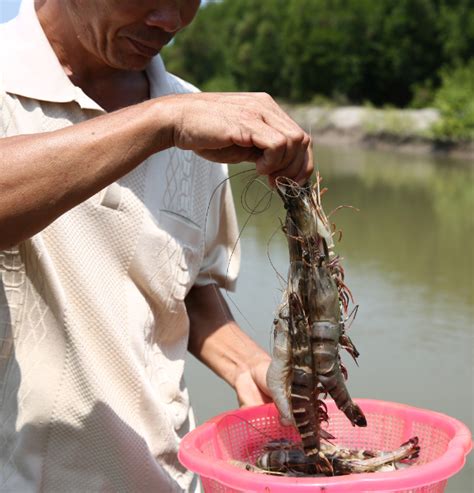 Shrimping Horizons How Shrimp Farmers Are Saving Thousands Of Hectares