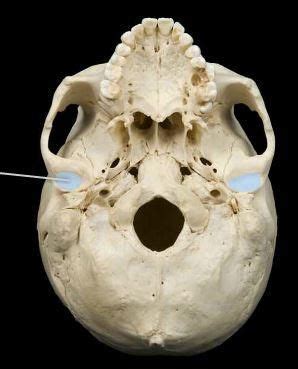 Temporal Bone: Mandibular Fossa | Printed cards, Anatomy flashcards