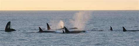 Eagle Wing Whale And Wildlife Watching Tours Attractions Victoria