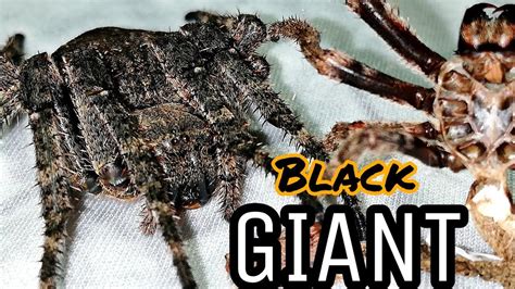 Giant Black Spider Molting Youtube