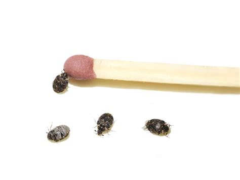 What Causes Carpet Beetles What Should You Watch Out For Whatbugisthat