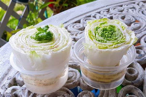 How to regrow lettuce from scraps