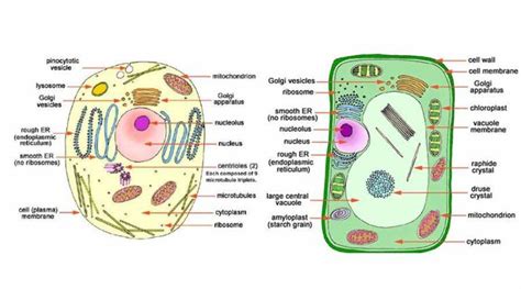 Cell The Fundamental Unit Of Life Class 9 Science Notes Science