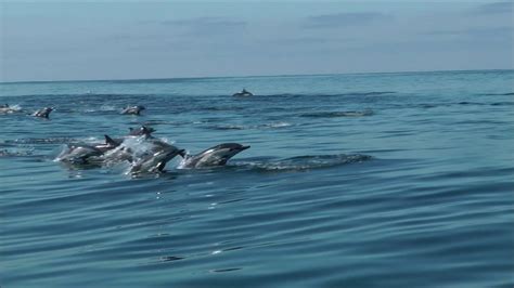 Hundreds Of Dolphins Joyfully Swimming Beside And In Front Of Our Boat
