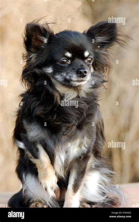 99 Black And Tan Long Haired Chihuahua Puppies L2sanpiero