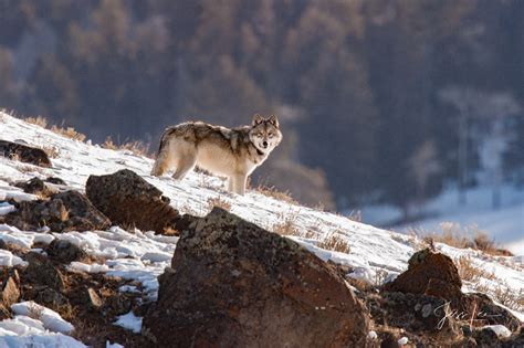 Wolf Photos Photography Of Wolves In The Wild Yellowstone Wolves