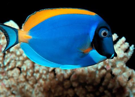 Top 10 Aquarium Fish for Every Budget | Tanked | Animal Planet