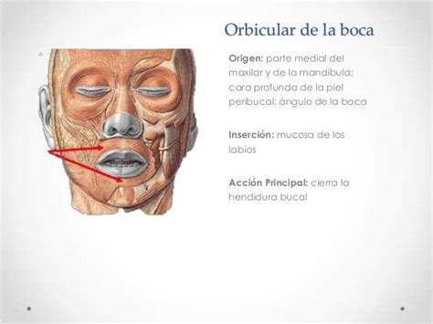 Anatomía Cabeza Musculos Nervios Arterias Y Venas De La Cara