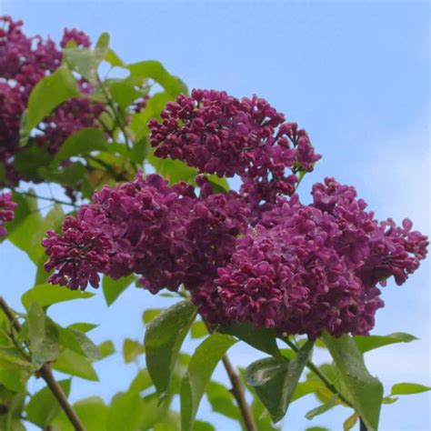 9 Reasons For Lilacs Not Blooming Read A Topic Today
