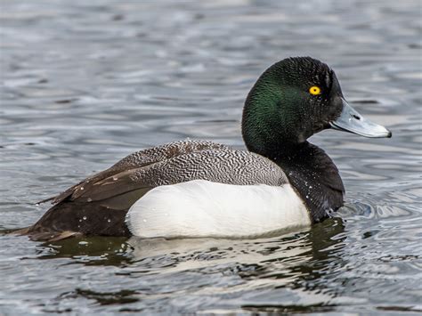 Lesser and greater scaup are often found together. Greater Scaup - eBird