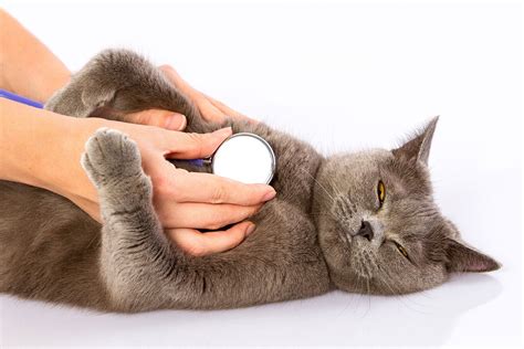 Abdominal Pain In Cats Causes And Treatment Animal Care