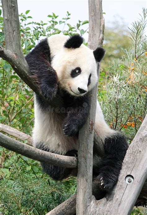 The Giant Panda Stock Image Image Of Vertical Habitat 21166527