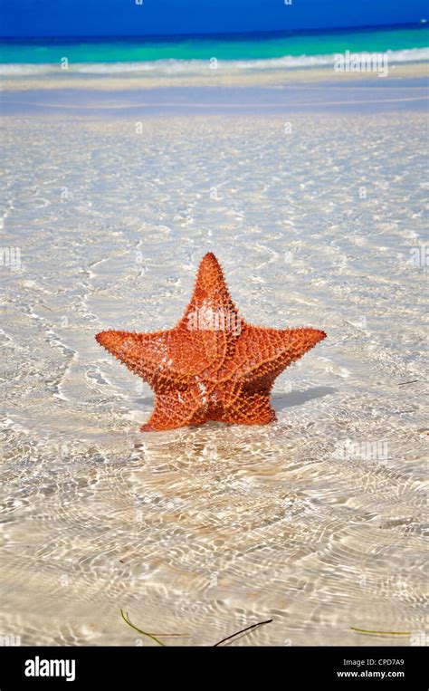 Detail Of Big Starfish On Shallow Water Of Tropical Beach Stock Photo