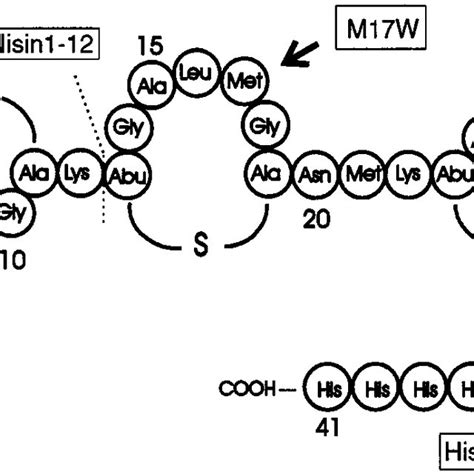 Primary Structure Of Nisin Z Showing The Position Of Some Site Directed Download Scientific