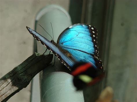 Iridescent Blue Butterfly Biological Science Picture