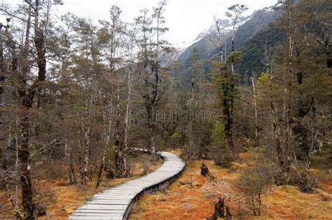 Winding Forest Wooden Path Walkway Through Wetlands Milford Track New