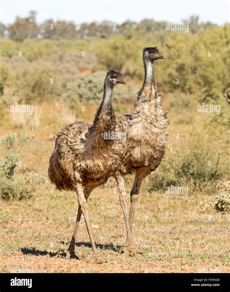 Two Emus Walking Side By Side In Step And In Identical Poses Like
