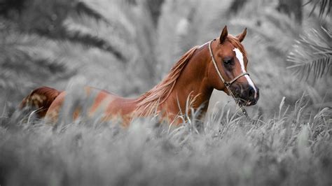 اروع صور حصان بجودة عالية خلفيات جميلة للخيول 2024 Horse Wallpapers