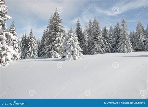 Snowy Mountain Meadow Stock Photo Image Of Season Christmas 29110238