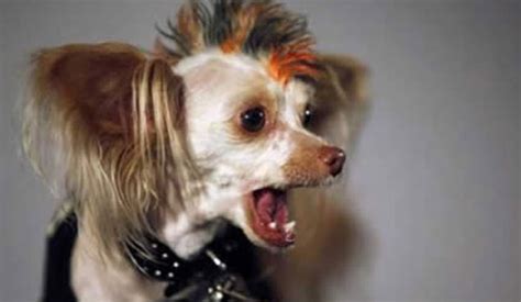 hilarious dog haircuts funcage