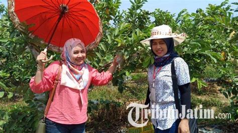 Tempat wisata di batam berikutnya adalah kebun raya batam yang sedang menjalani pembangun. Wisata Kebun Rambutan Rembang - Di Subang Musim Panen ...