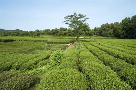 Green Tea Plantation Stock Image Image Of Garden Cultivate 154351033