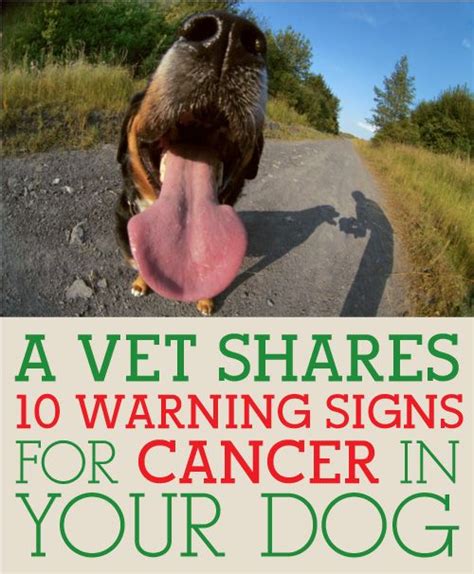 Signs of cancer in the intestines include unexplained weight loss, weakness, reduced appetite, persistent other diseases: Please make sure you know these! | Dogs Are My Favorite ...
