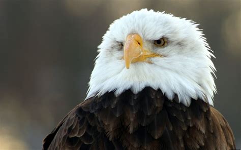 Bald Eagle Hd Wide Wallpapers Hd Wallpapers Id 4951