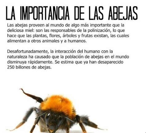 la importancia de las abejas abejas informacion sobre las abejas salvemos a las abejas