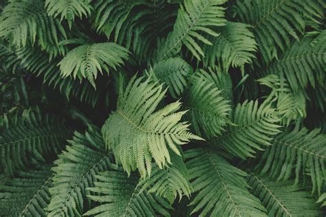 무료 이미지 자연 숲 분기 잎 꽃 녹색 밀림 식물학 전나무 플로라 옥외 가문비 초목 열대 우림 식물
