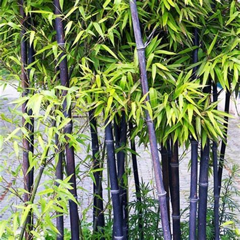 Buy FAFAFA 200 Black Bamboo Rare Purple Black Timor Bamboo Fast