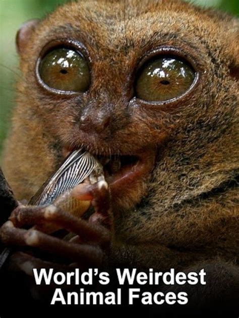 Worlds Weirdest Animal Faces Tv Series 2015 Quotes Imdb
