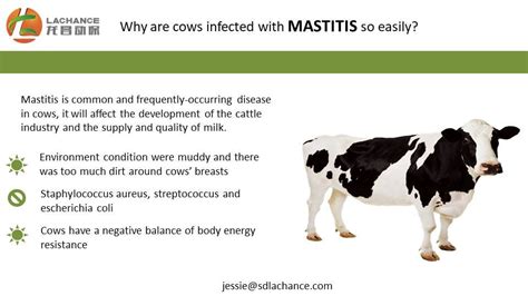 Mastitis In Cows Mastitis Cow Beef Cattle
