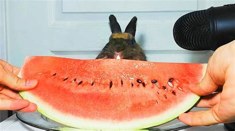 🍉rabbit Eating Watermelon Asmr Youtube