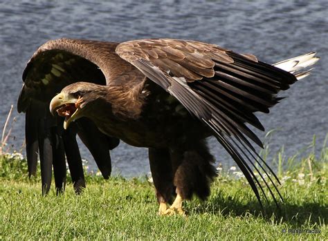 White Tailed Sea Eagle Its Scandinavians Largest Bird Of Prey