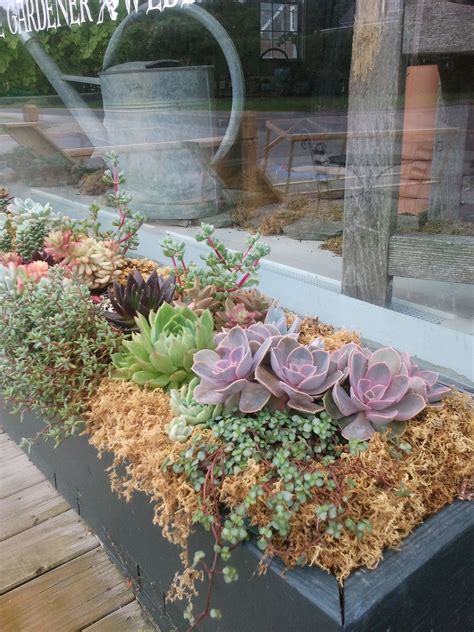 Succulent Window Boxes Diy Home Pinterest