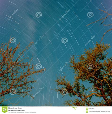 Night Sky With Trees And Star Trails Stock Image Image