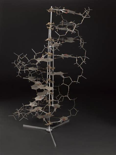 Crick And Watsons Dna Molecular Model Science Museum Group Collection