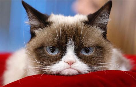 Grumpy Cat Sest éteinte