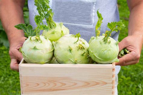 How To Grow Kohlrabi In Your Home Garden Gardeners Path