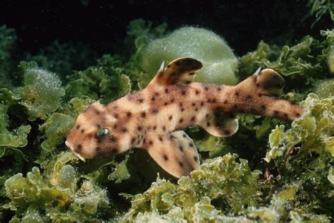 Horn Shark In The Pacific Ocean Off The Coast Of California Poster Print By Vwpics Stocktrek