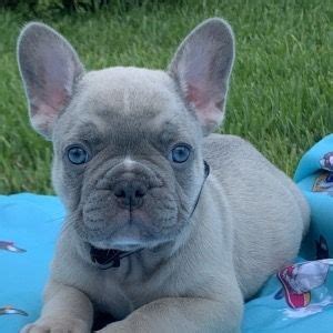 #359180 french bulldog puppies located in queen creek arizona. French Bulldog Puppies For Sale | Phoenix, AZ #328918