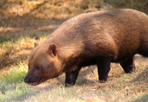 Bush Dogs Animals Yorkshire Wildlife Park