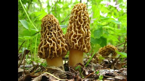 The Mikeology Store On The Hunt For Yellow Morels Youtube