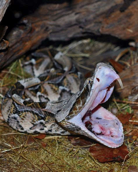 Life Is Short But Snakes Are Long Africas Giant Gaboon Vipers