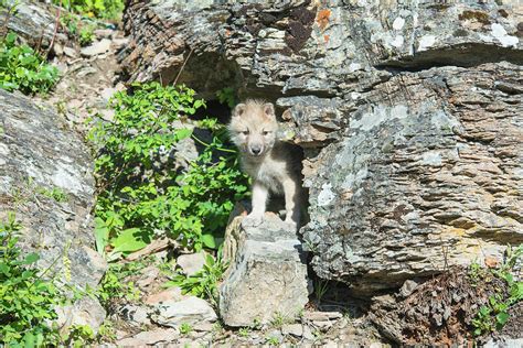 Baby Wolf Photograph By Kelly Walkotten