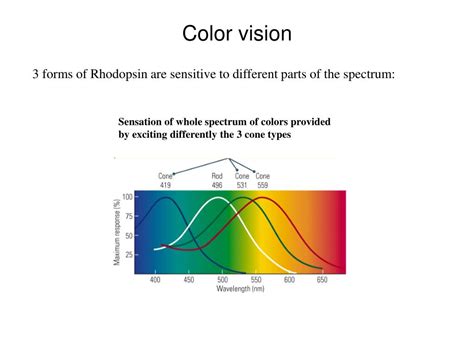 Ppt Color Vision Powerpoint Presentation Free Download Id4374190